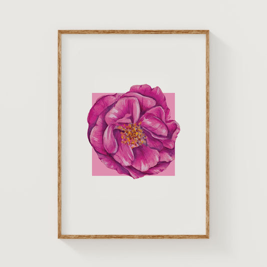 Framed artwork of a pink rose flower on a white background