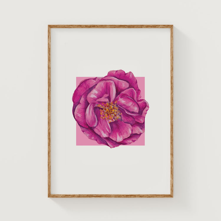 Framed artwork of a pink rose flower on a white background