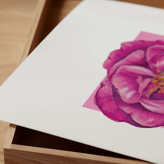 Close up painting of a pink rose flower on a white background
