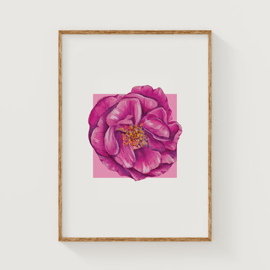 Framed artwork of a pink rose flower on a white background